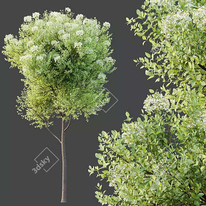 Teak Tectona Grandis HQ Tree 3D model image 3