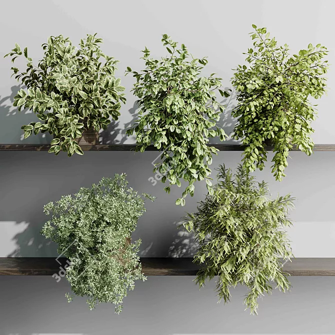 Hanging Plant Collection Indoor Decor 3D model image 6