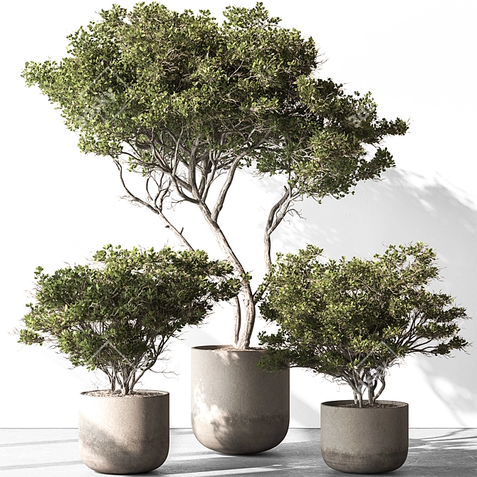 Russian Olive Tree in Pot 3D model image 1