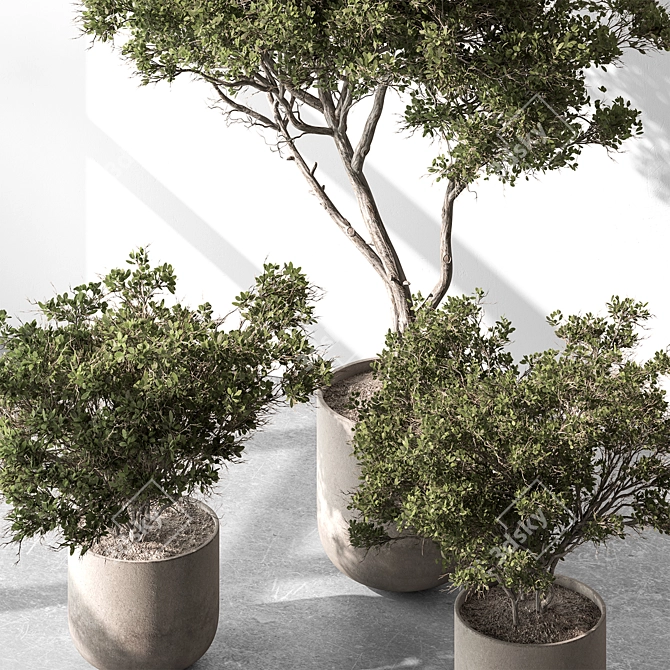 Russian Olive Tree in Pot 3D model image 2