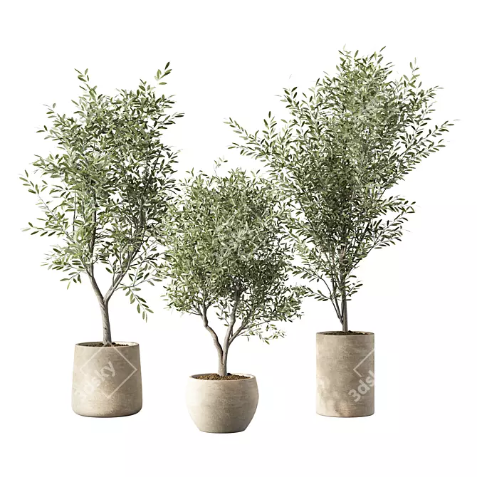 Elegant Olive Tree Indoor Set 3D model image 1