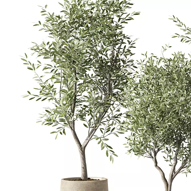 Elegant Olive Tree Indoor Set 3D model image 2