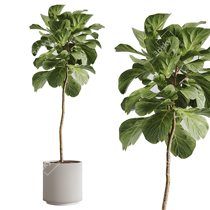 Tropical Ficus Lyrata Indoor Plant 3D model image 1