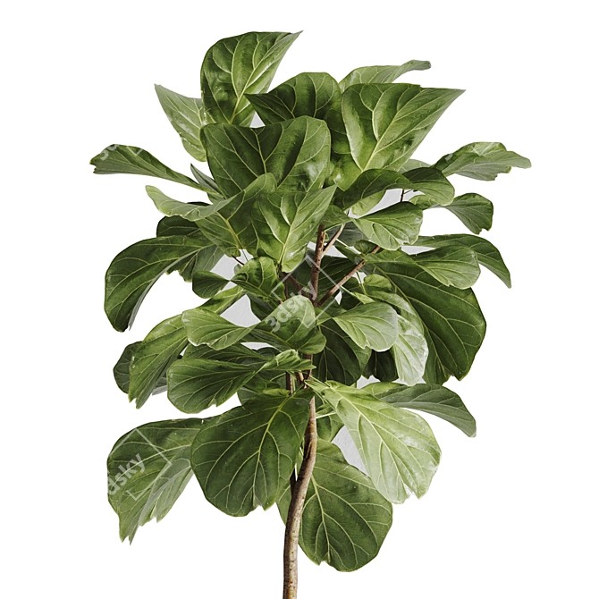 Tropical Ficus Lyrata Indoor Plant 3D model image 2