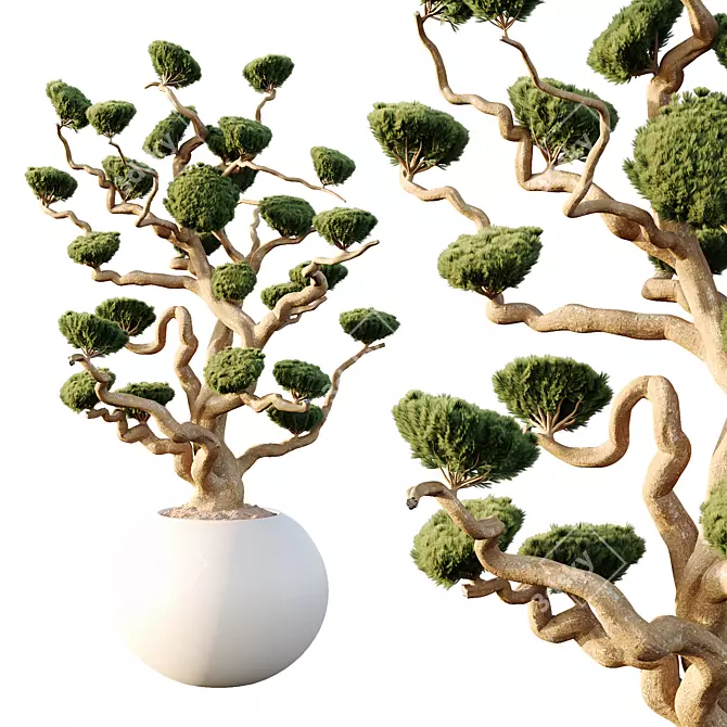 Luxury Potted Sphere Tree Model 3D model image 2