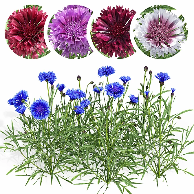 Centaurea 2018 Deluxe Flower Set 3D model image 1