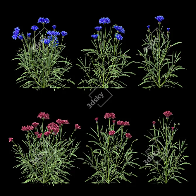 Centaurea 2018 Deluxe Flower Set 3D model image 2