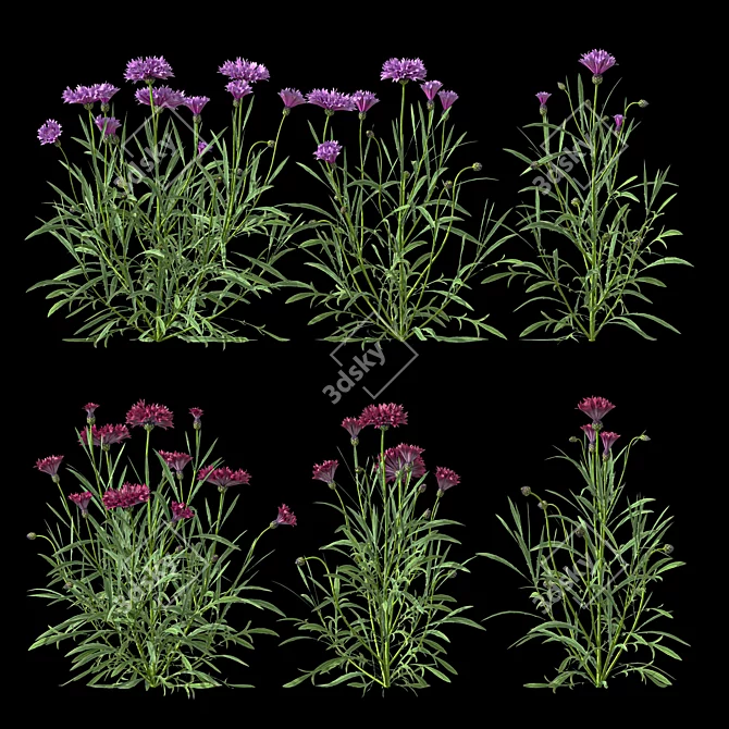 Centaurea 2018 Deluxe Flower Set 3D model image 3