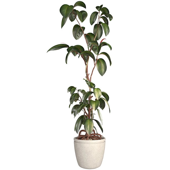 3D Plant & Decor Collection 3D model image 2