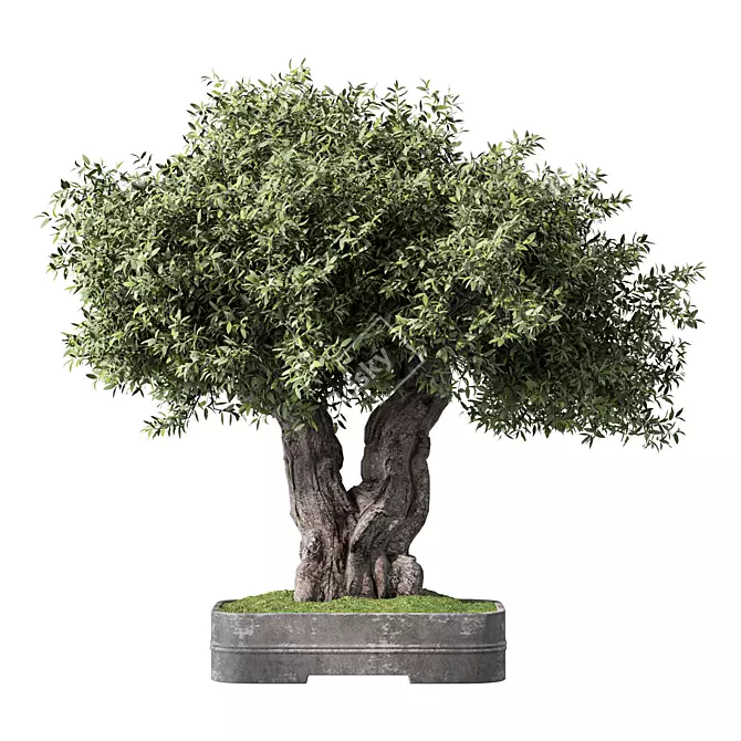 Zen Olive Bonsai Set.156 3D model image 1