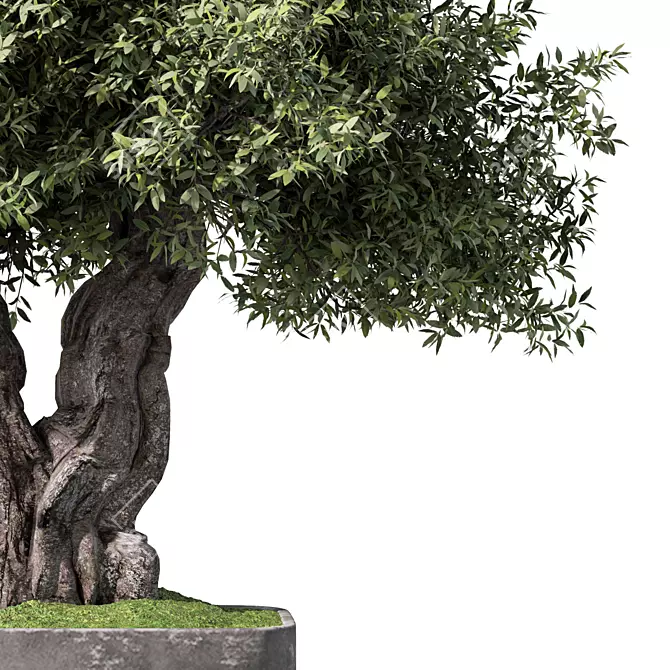 Zen Olive Bonsai Set.156 3D model image 3