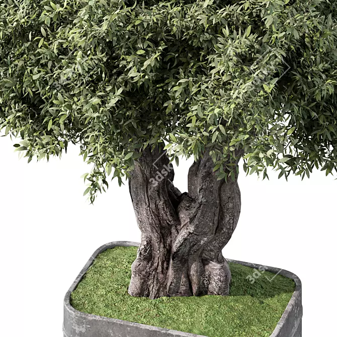 Zen Olive Bonsai Set.156 3D model image 4