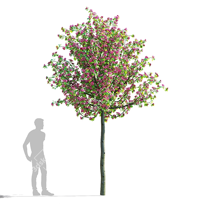 Paul's Scarlet Hawthorn Tree Models 3D model image 3