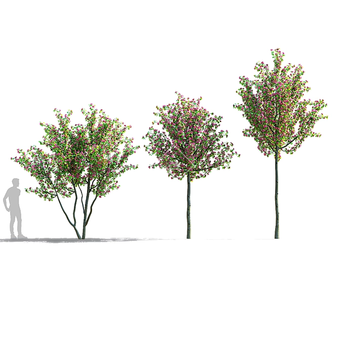 Paul's Scarlet Hawthorn Tree Models 3D model image 7