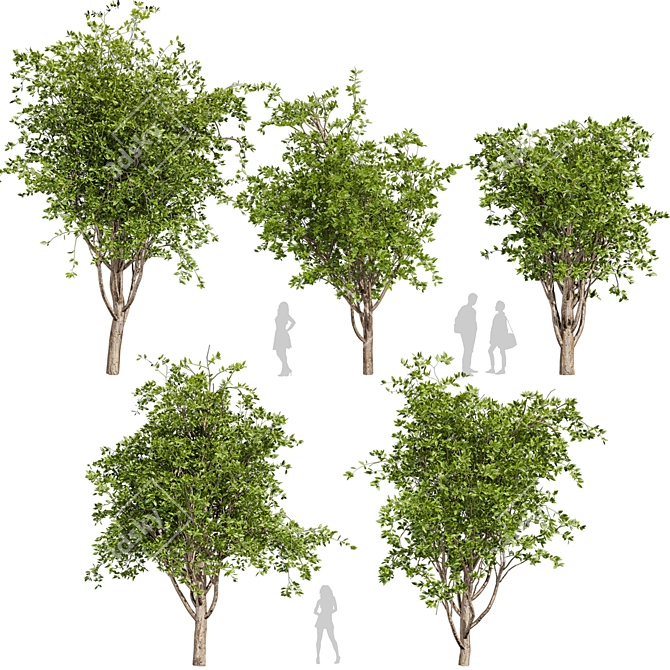 Premium Mulberry Tree 3D Model 3D model image 1