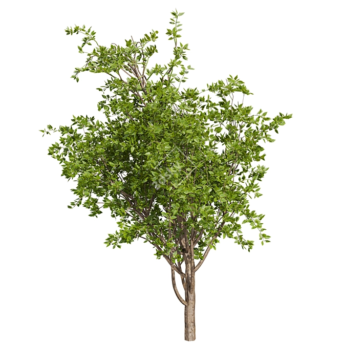 Premium Mulberry Tree 3D Model 3D model image 3