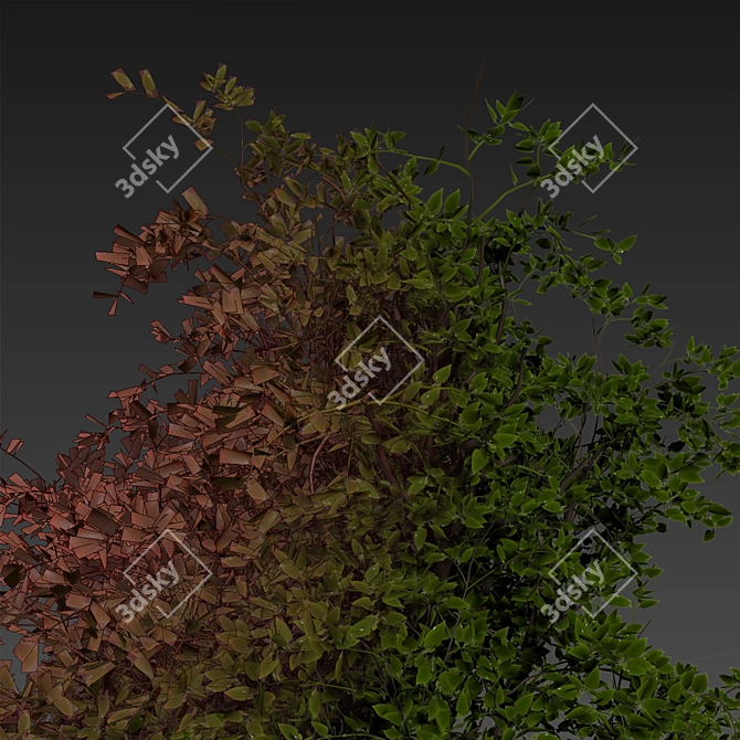 Premium Mulberry Tree 3D Model 3D model image 7