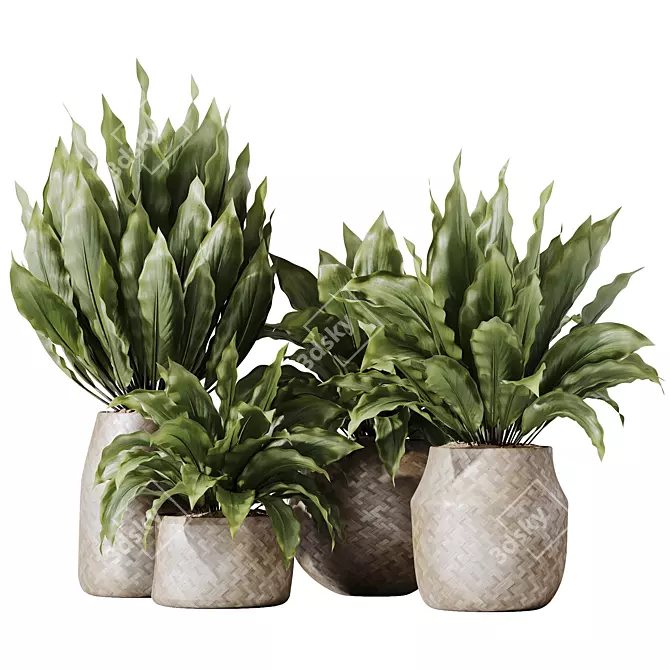 Domino Variegated Peace Lily Set 3D model image 1