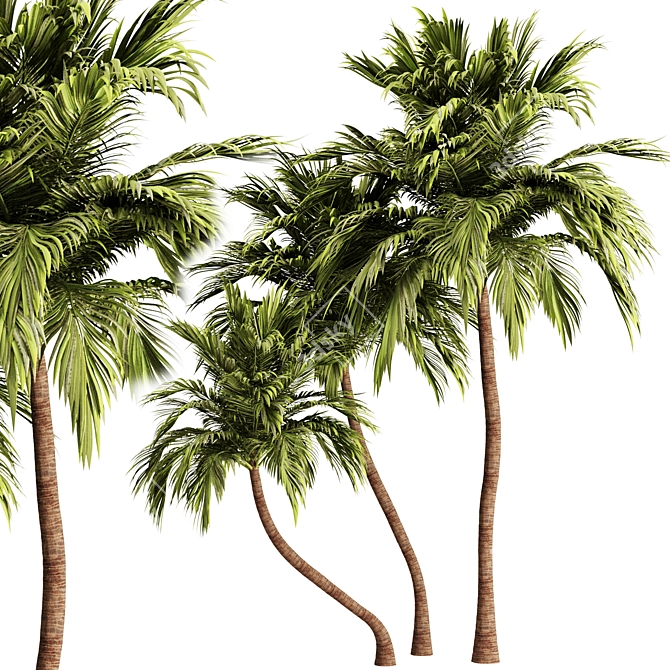 Tropical Palm Tree 3D Model 3D model image 1