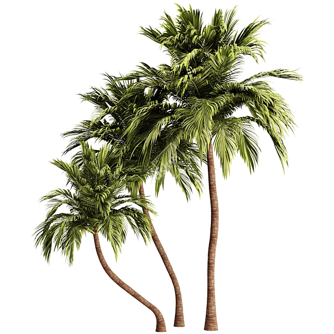 Tropical Palm Tree 3D Model 3D model image 2