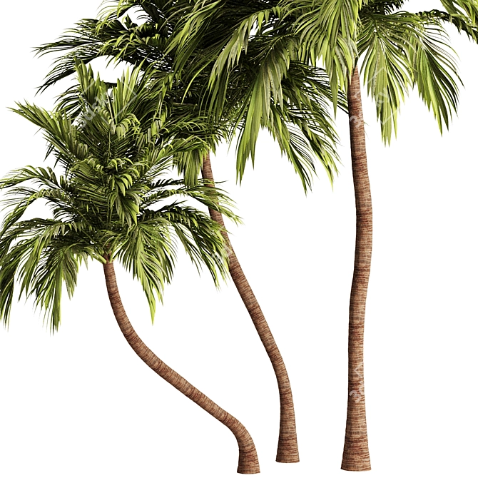 Tropical Palm Tree 3D Model 3D model image 4