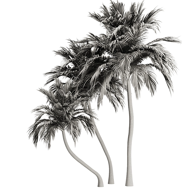 Tropical Palm Tree 3D Model 3D model image 5