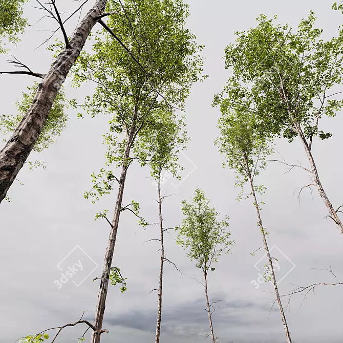 Spring Birch & Beech Tree 3D 3D model image 4