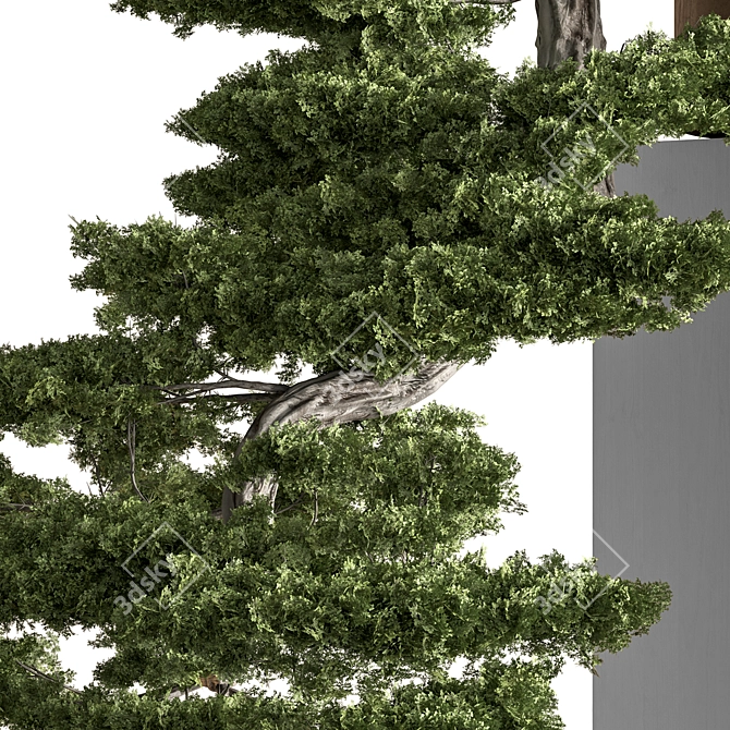 Bonsai Indoor Plant Set 3D model image 2