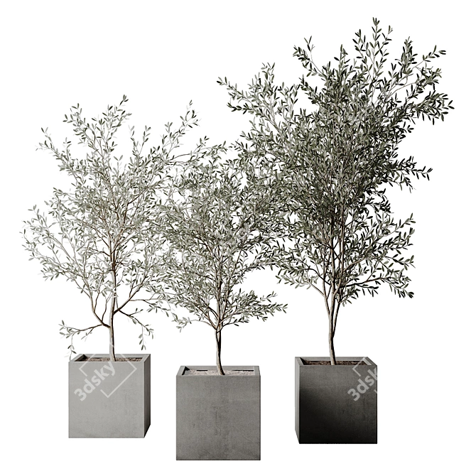 Realistic Olive Tree 3D Model 3D model image 1