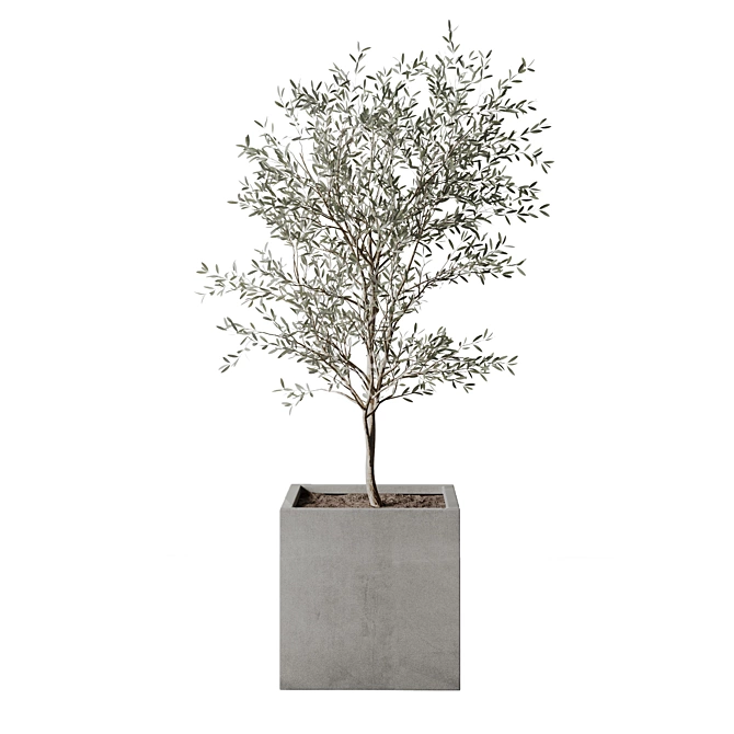 Realistic Olive Tree 3D Model 3D model image 2