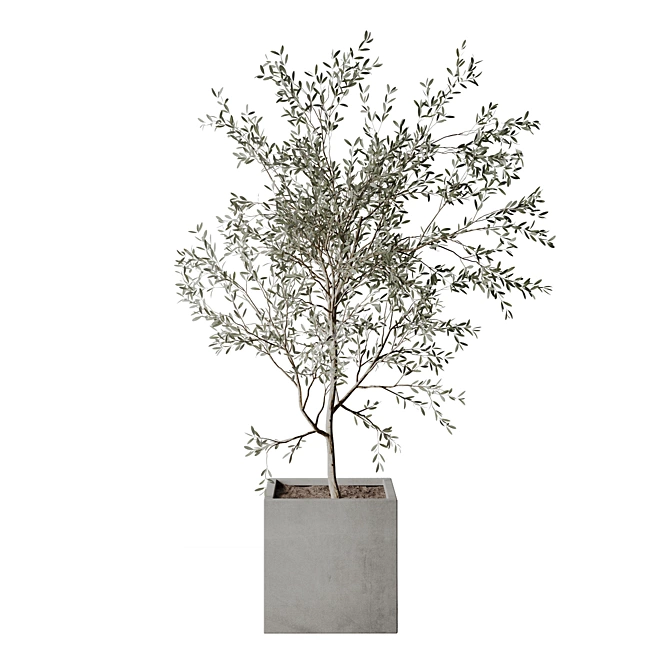 Realistic Olive Tree 3D Model 3D model image 3