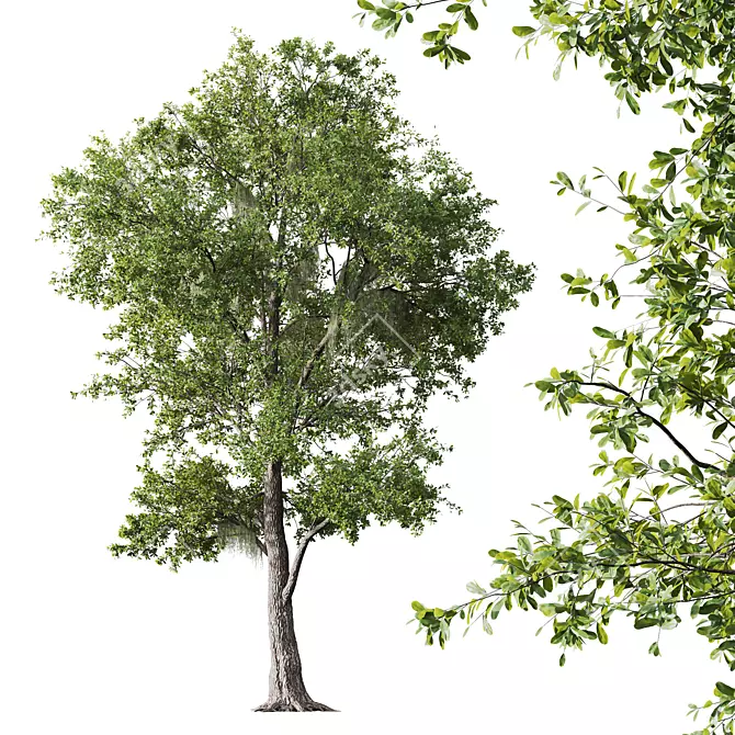 Majestic Angel Oak Tree Models 3D model image 2