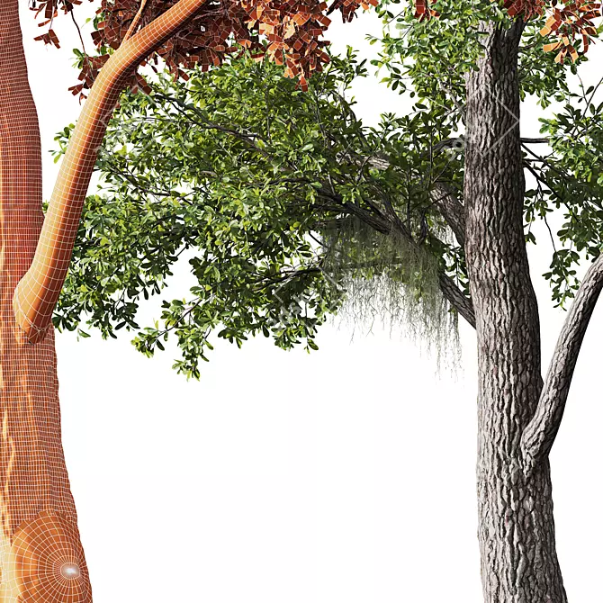 Majestic Angel Oak Tree Models 3D model image 5