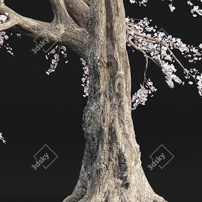 Cherry Blossom Tree Vol. 98 3D model image 2