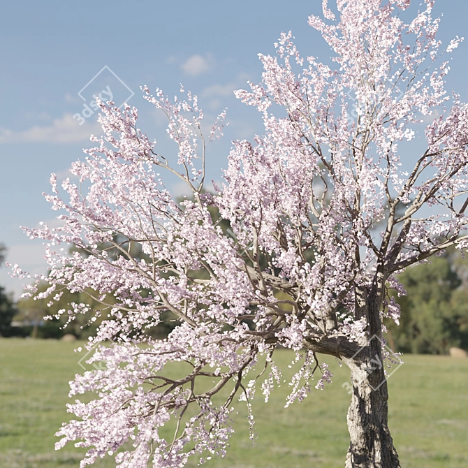 Cherry Blossom Tree Vol. 98 3D model image 4