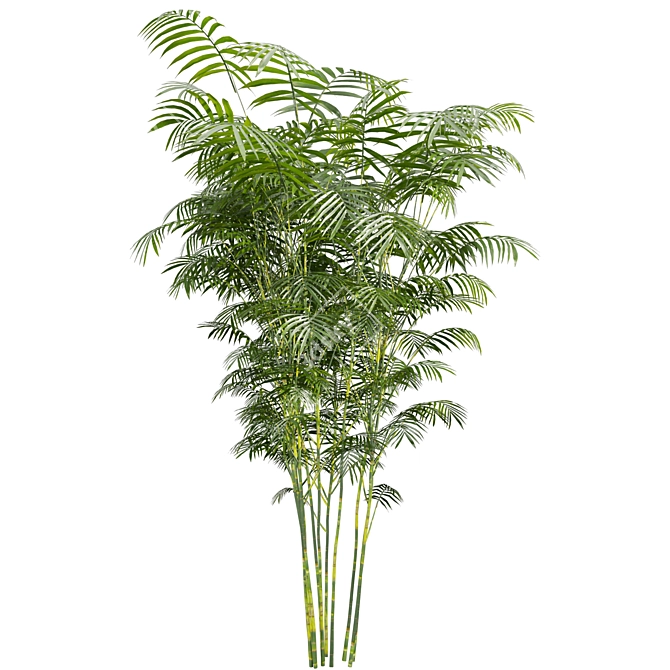 Chamaedorea Seifrizii Bamboo 3D Model 3D model image 3