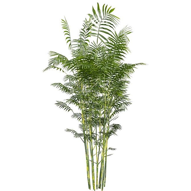 Chamaedorea Seifrizii Bamboo 3D Model 3D model image 4