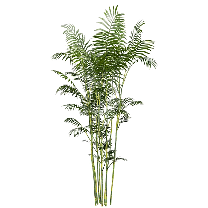 Chamaedorea Seifrizii Bamboo 3D Model 3D model image 5