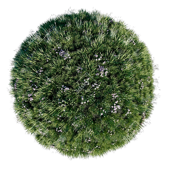 Lavender Meadow 3D Model 3D model image 4