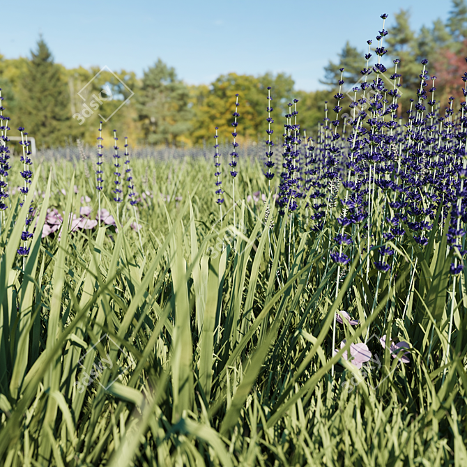 Lavender Meadow 3D Model 3D model image 6