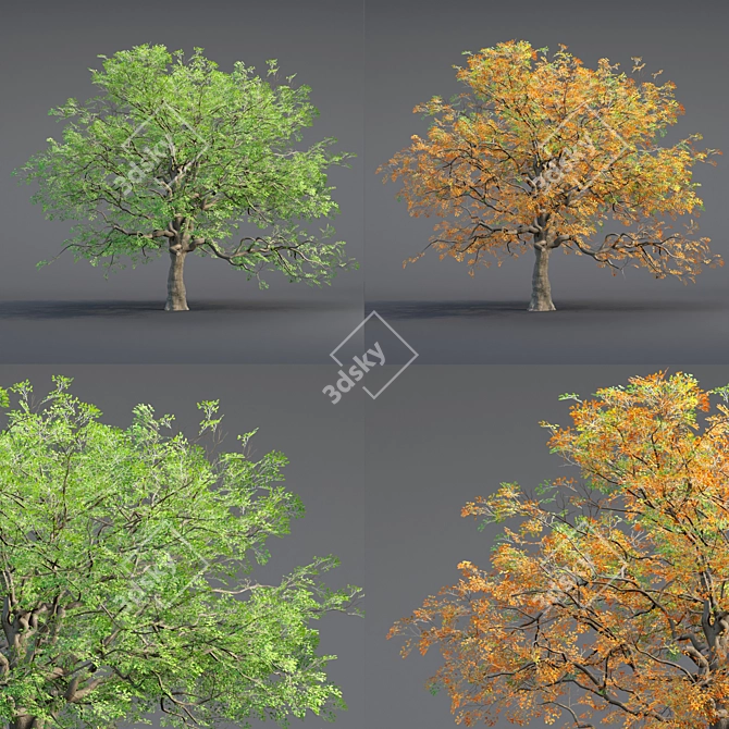  Low Poly Oak Tree Collection 3D model image 2