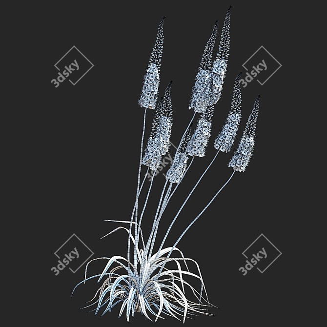 Title: Eremurus Cleopatra Flower Models 3D model image 3