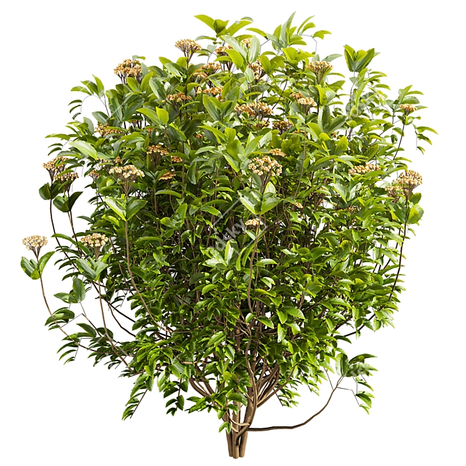 Premium Viburnum Tinus Shrub Model 3D model image 3