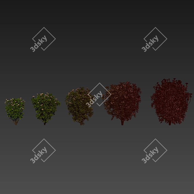 Premium Viburnum Tinus Shrub Model 3D model image 7