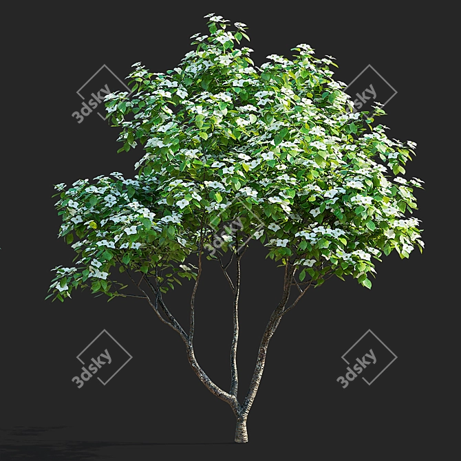 Kousa Cornus 3D Model Set 3D model image 2