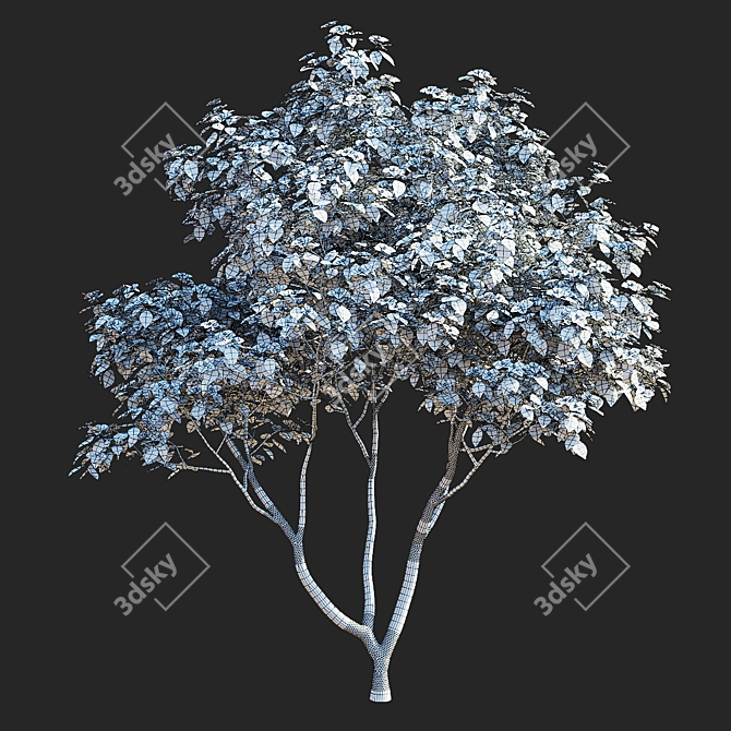 Kousa Cornus 3D Model Set 3D model image 3