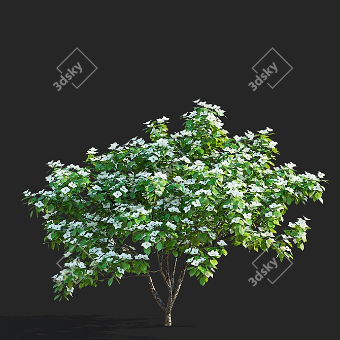 Kousa Cornus 3D Model Set 3D model image 4