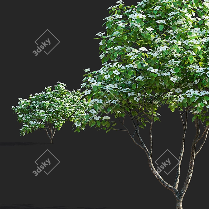 Kousa Cornus 3D Model Set 3D model image 6