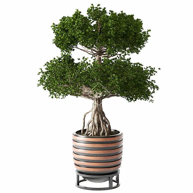 Chinese Tree 01 Outdoor Plant 3D model image 4