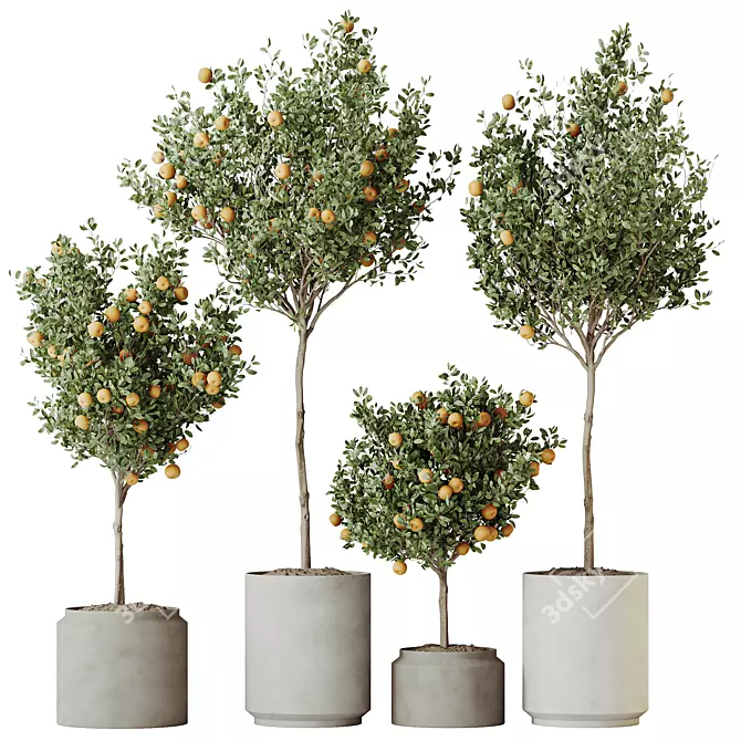 Calamondin Citrus Fruit Tree Set 3D model image 1